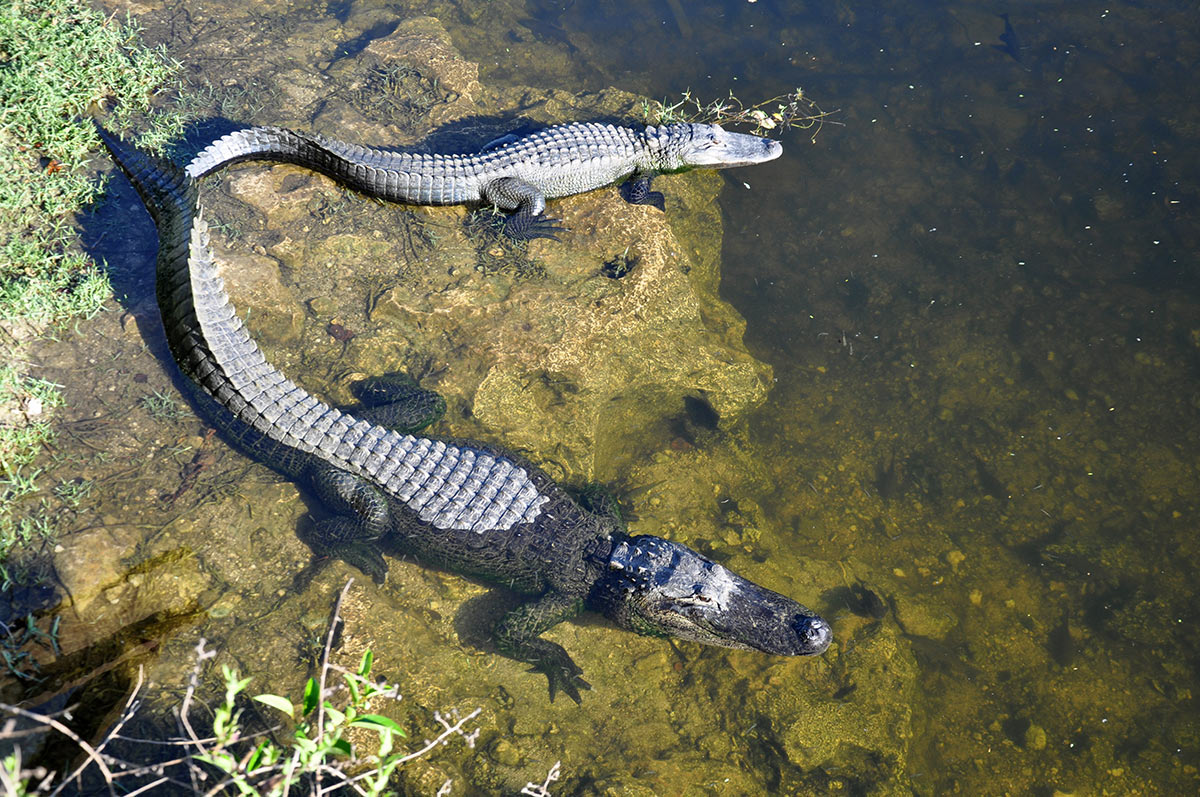 Zwei Alligatoren im Wasser am Ufer eines Gewässers.