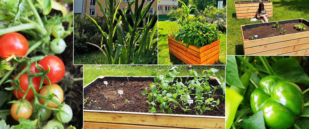 Collage from several pictures of the raised beds